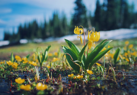 Avalanche Lily