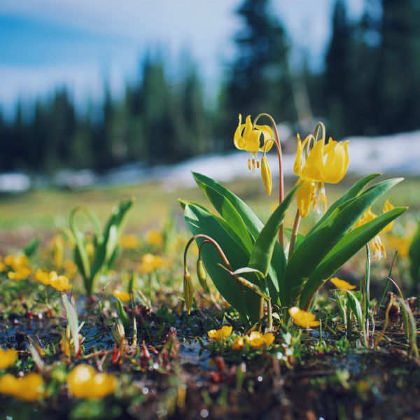 Avalanche Lily