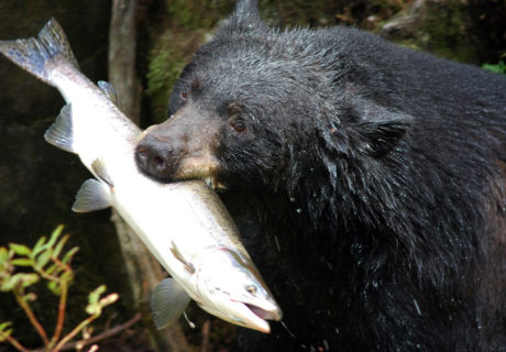 Black Bear (Ursus americanus)