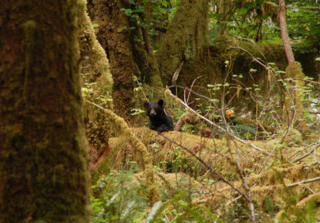 Black bear in Olympic NP