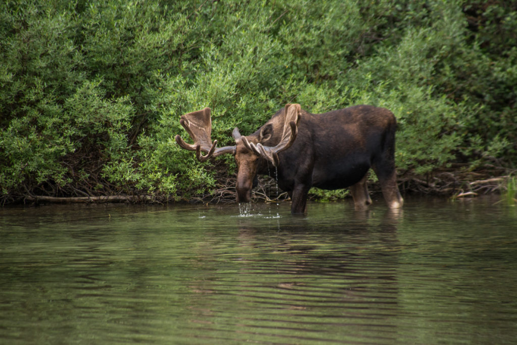 A bull moose in Glacier National Park