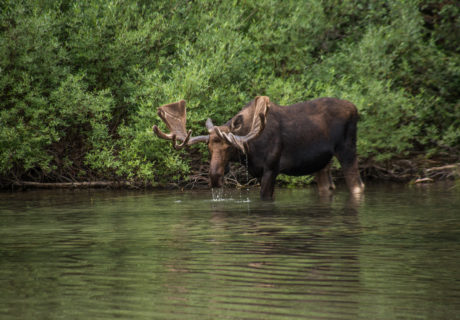 A bull moose in Glacier National Park