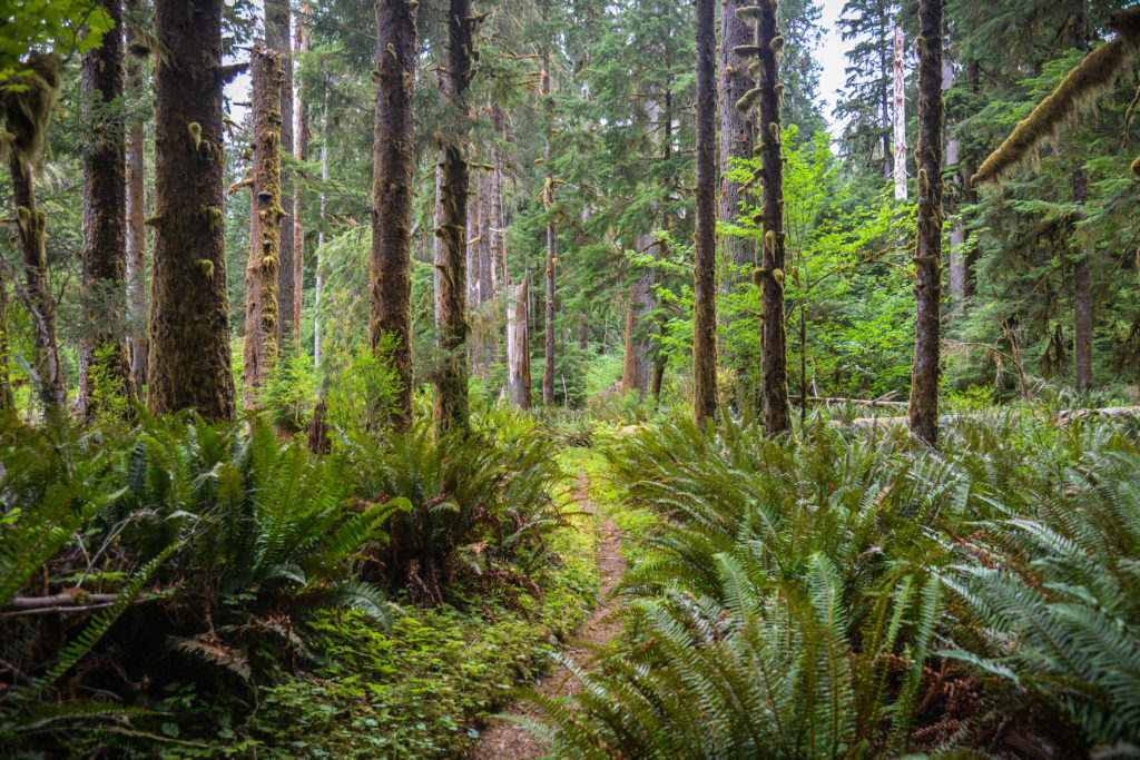 The PNT in a Coastal Forest in Olympic NP