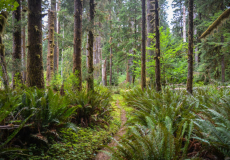 The PNT in a Coastal Forest in Olympic NP