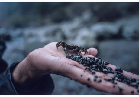 Purple Shore Crab (Hemigrapsus nudus)