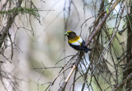 Evening Grosbeak