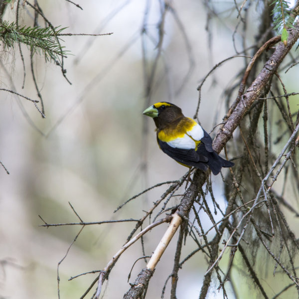 Evening Grosbeak