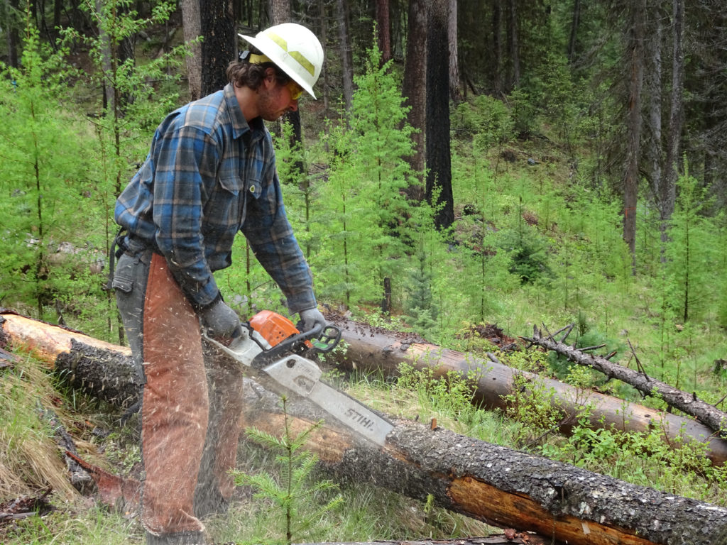 Crew leader, Forest Reeves demonstrates proper bucking technique.