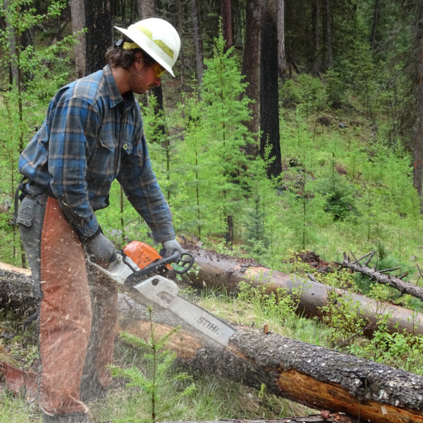 Crew leader, Forest Reeves demonstrates proper bucking technique.