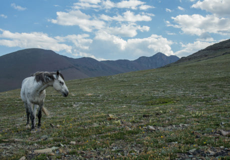 Feral Horse - Glacier National Park