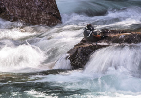 A harlequin duck in Glacier National Park.