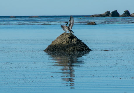 Great Blue Heron (Ardea herodias)