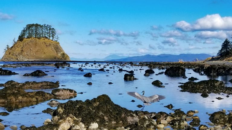 Cape Alava by Brian Ambrose