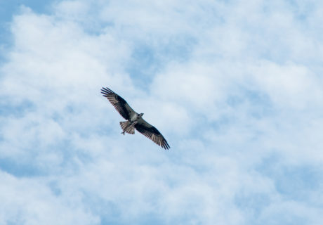 Osprey With a Fresh Catch
