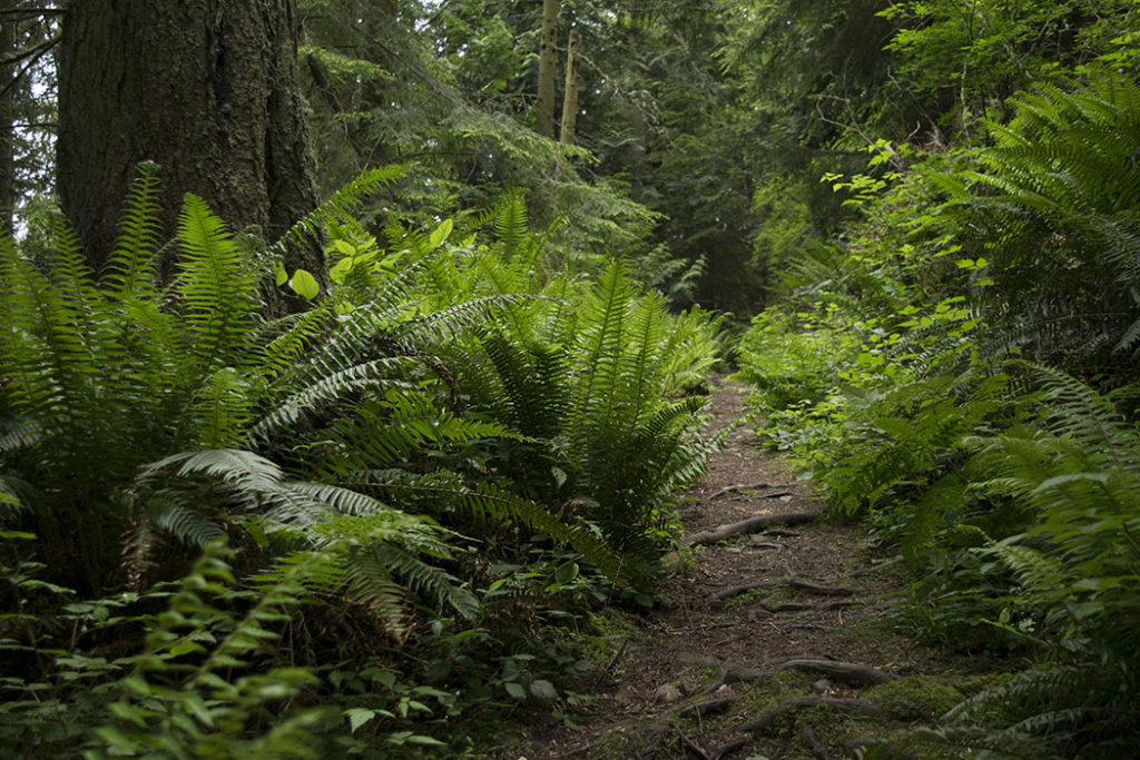 The Pass Lake Trail in Deception Pass State Park
