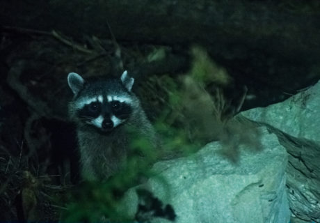 Raccoon (Procyon lotor)