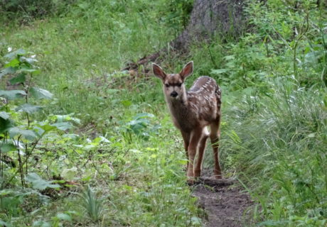 A spotted fawn on the Pacific Northwest Trail