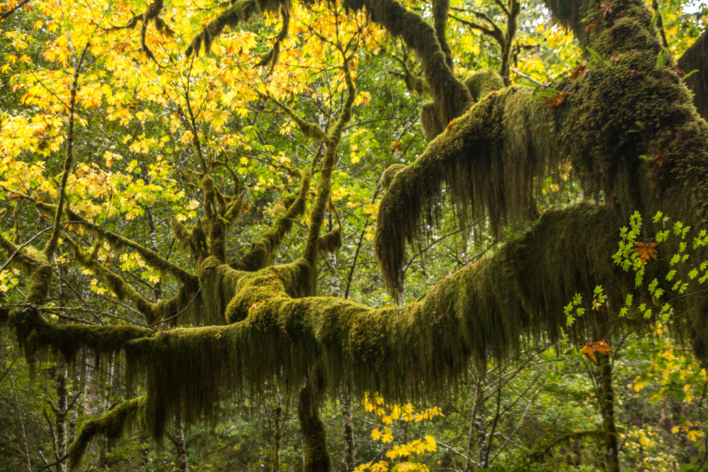 Temperate Rainforest