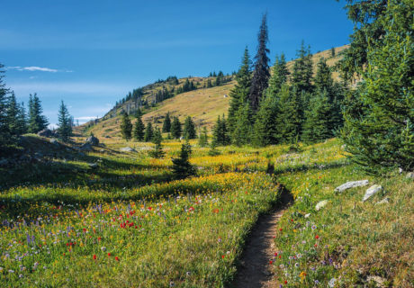 Wildflower Filled Meadows on the PNT