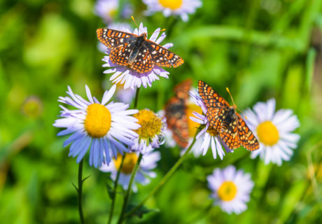 Wildflowers along the Pacific Northwest Trail