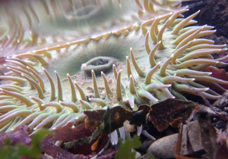 Giant Green Anemone (Anthopleura xanthogrammica)