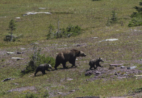 Grizzly Bear Sow and Cubs