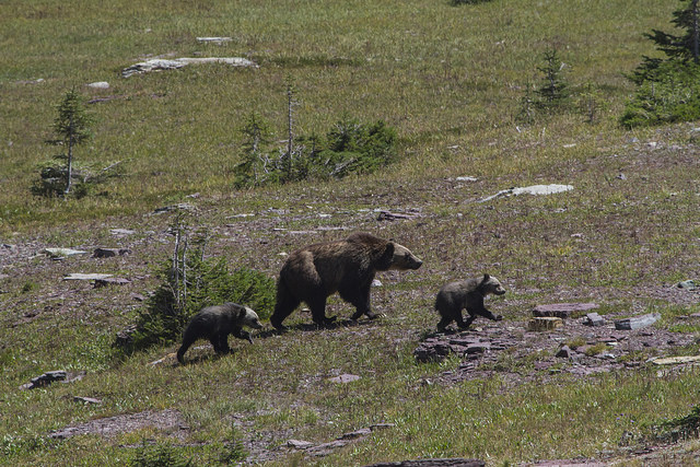 Grizzly Bear Sow and Cubs