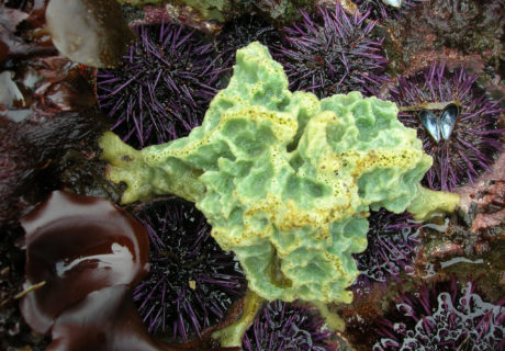 Tide pools along the Wilderness Coast