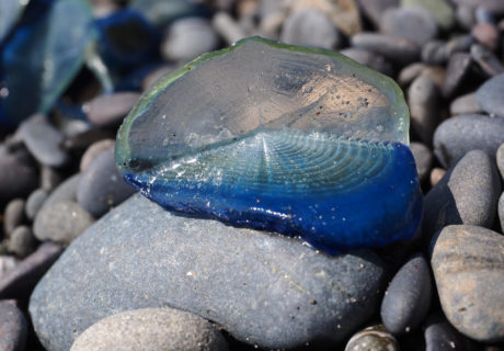 Sailors Jellyfish (Velella velella)