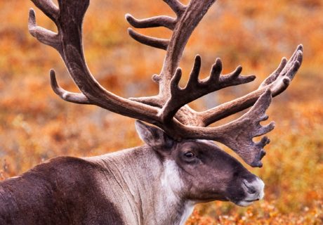 Woodland Caribou (Rangifer tarandus caribou)
