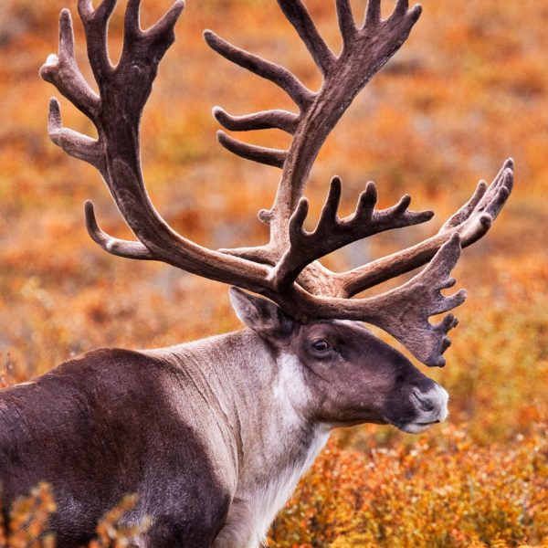 Woodland Caribou (Rangifer tarandus caribou)